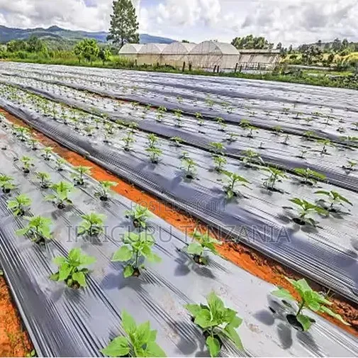 Cauliflower Mulch Film - 1