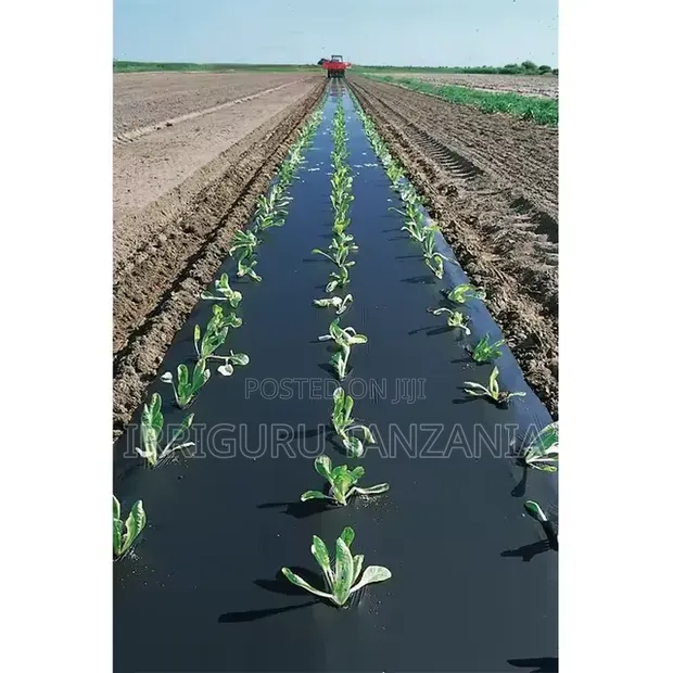 Spinach Mulch Film - 1