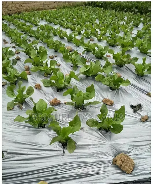 Sweet Corn Mulch Film - 1