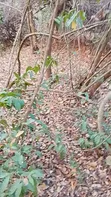 500 Acres Farmland for Sale, Mbwewe Pwani - 2