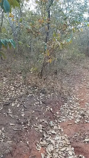 100 Acres Farm Land for Sale, Miono, Chalinze