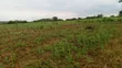 Excellent 30-Acre Farm for Sale in Mbwewe, Chalinze - 2