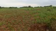Excellent 30-Acre Farm for Sale in Mbwewe, Chalinze - 3