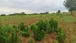 Excellent 30-Acre Farm for Sale in Mbwewe, Chalinze - 5