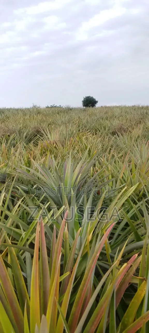 Shamba la Kilimo Linauzwa Kiwangwa, Bagamoyo (Eka 20) - 1