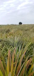 Shamba la Kilimo Linauzwa Kiwangwa, Bagamoyo (Eka 20) - 1
