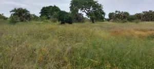 Farmland for Sale in Kiwangwa, Bagamoyo (20 Acres)