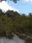 Shamba la Kilimo Linauzwa Kiwangwa, Bagamoyo (Eka 20) - 3