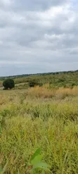 Farmland for Sale in Kiwangwa, Bagamoyo - 2