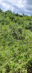 Farmland for Sale in Kiwangwa, Bagamoyo - 3