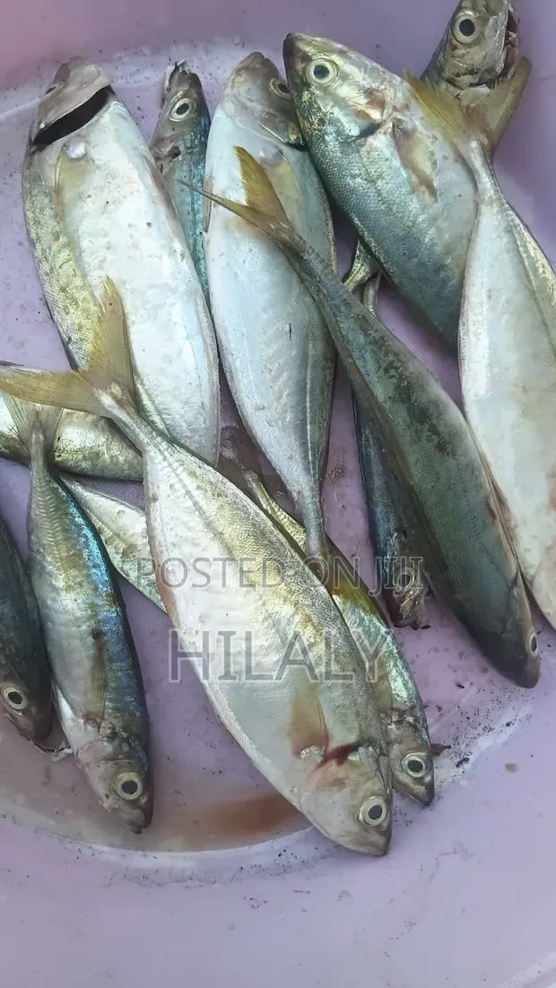 Sardines (Samaki Vibua) for Sale - 1