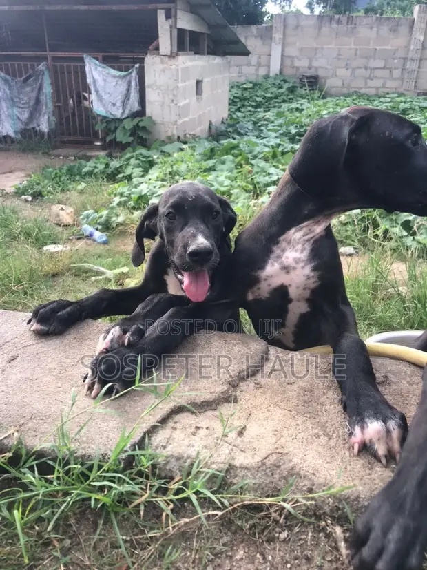3-6 Month Male Purebred Great Dane - 1