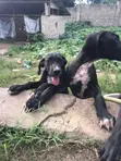 3-6 Month Male Purebred Great Dane - 1