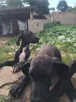 3-6 Month Male Purebred Great Dane - 2