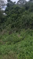 49 Hectares Land for Sale in Mbwewe, Chalinze - 3