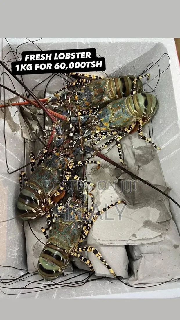 Fresh Lobsters Available - 300g to 1000g+ - 1
