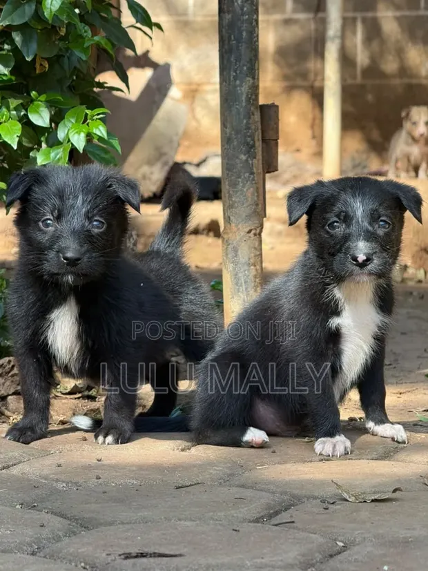 Vibweta vya Border Collie Safi - Miezi 3-6 - 1