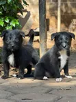 Vibweta vya Border Collie Safi - Miezi 3-6 - 1