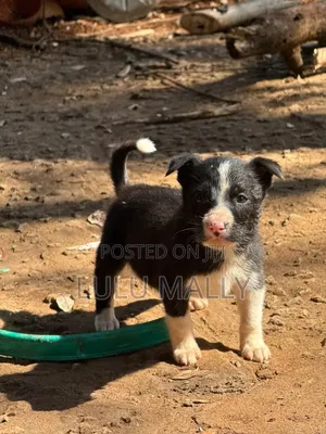 Purebred Border Collie Puppies - 3-6 Months Old