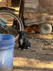 Vibweta vya Border Collie Safi - Miezi 3-6 - 3