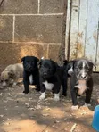 Vibweta vya Border Collie Safi - Miezi 3-6 - 4