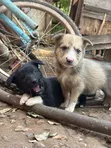 Vibweta vya Border Collie Safi - Miezi 3-6 - 5