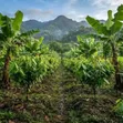 Farm for Sale - Morogoro Mlimbini (1 Acre) - 1