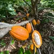 Farm for Sale - Morogoro Mlimbini (1 Acre) - 2