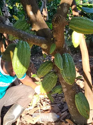 Farm for Sale - Morogoro Mlimbini (1 Acre)