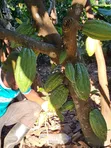 Farm for Sale - Morogoro Mlimbini (1 Acre) - 3