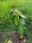 Farm for Sale - Morogoro Mlimbini (1 Acre) - 4