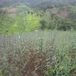 Farm for Sale - Morogoro Mlimbini (1 Acre) - 5