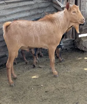 Mbuzi Wenye Afya kwa Nyama na Kufuga