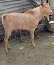 Mbuzi Wenye Afya kwa Nyama na Kufuga - 1