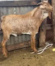 Mbuzi Wenye Afya kwa Nyama na Kufuga - 2