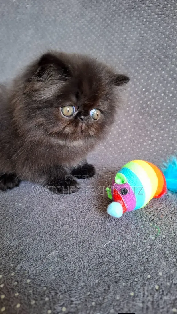 Purebred Persian Kitten - 1-3 Months Old - 1