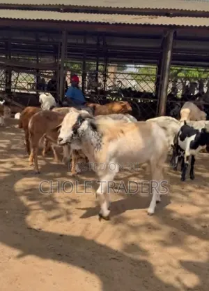 Goats Available for Sale