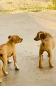 Female Mixed Breed Dog (1-3 Months) - 1