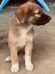 Female Mixed Breed Dog (1-3 Months) - 2