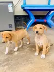 Female Mixed Breed Dog (1-3 Months) - 3
