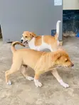 Female Mixed Breed Dog (1-3 Months) - 4