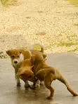 Female Mixed Breed Dog (1-3 Months) - 5