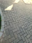 Nyumba ya Vyumba 4 vya Kulala, Masaki, kwa Ajili ya Kukodisha - 2