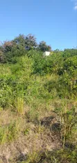 Shamba Limepimwa Linaouzwa - Eka 100, Km 60 Kutoka DSM - 1