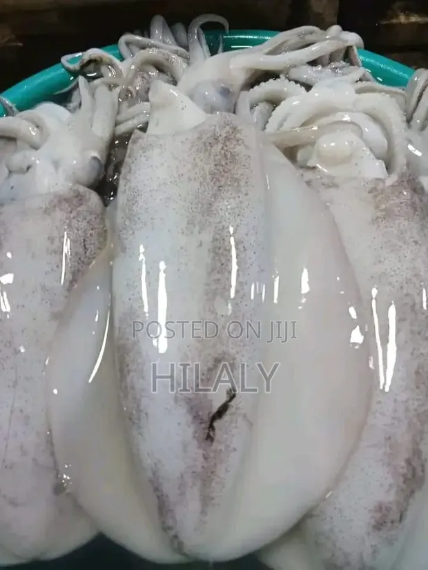Fresh Calamari (Ngisi) - Wholesale & Retail - 1