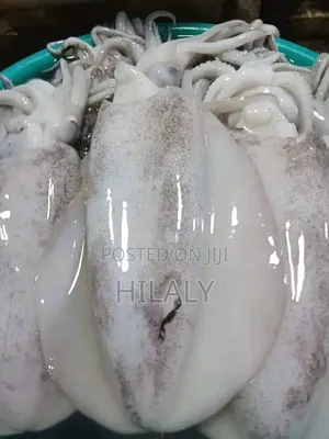 Fresh Calamari (Ngisi) - Wholesale & Retail