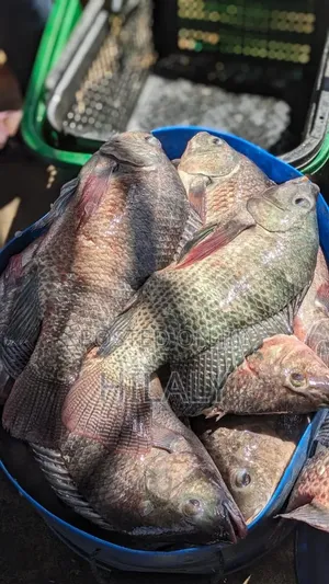 Fresh Sardines (Sato) from Lake Zone