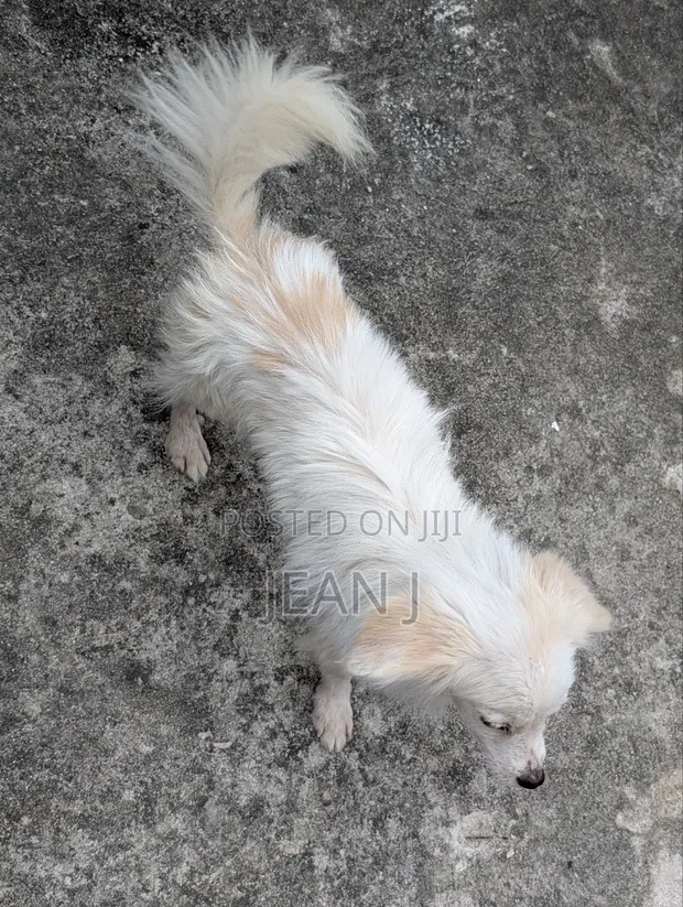 American Eskimo Mwenye Pembe 3-6 Mwezi Jike Safi - 1