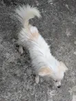 American Eskimo Mwenye Pembe 3-6 Mwezi Jike Safi - 1