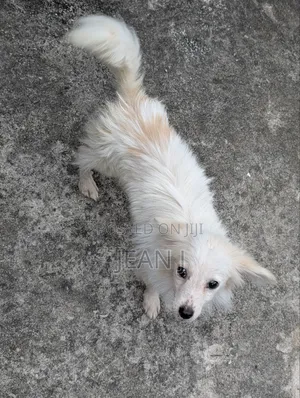 3-6 Month Male Purebred American Eskimo